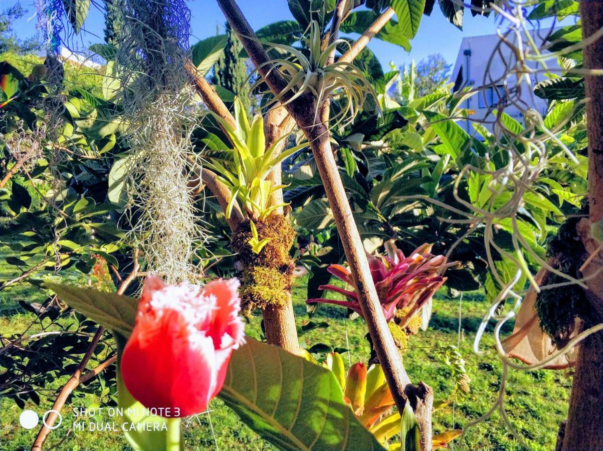 Rochas Shared Apart Garden Refuge Funchal  Extérieur photo